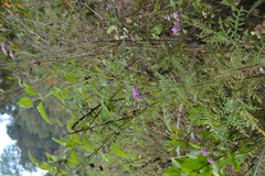 Cyathocline purpurea